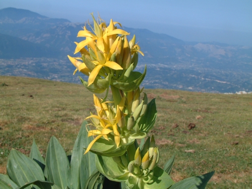 Gentiana lutea / Genziana maggiore & Veratrum album